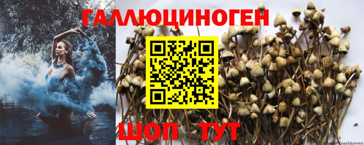 Галлюциногенные грибы Cubensis  Вход с VPN  Ставрополь 